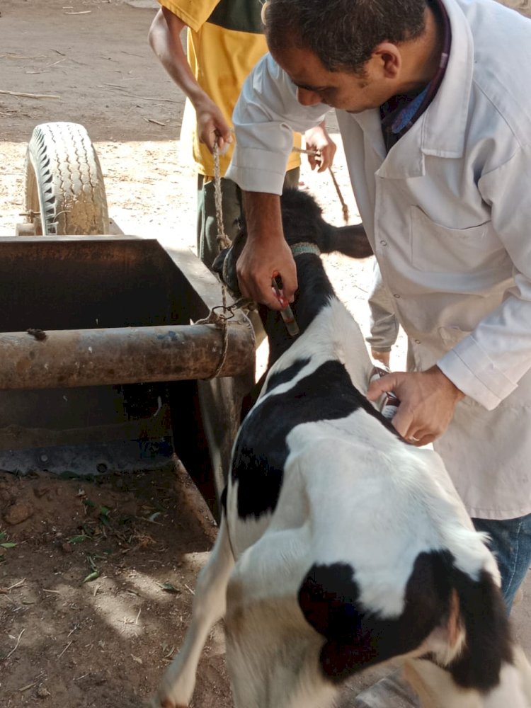 بداية : تقديم 4627 خدمة بيطرية مجانية في 8 قرى بالمنيا