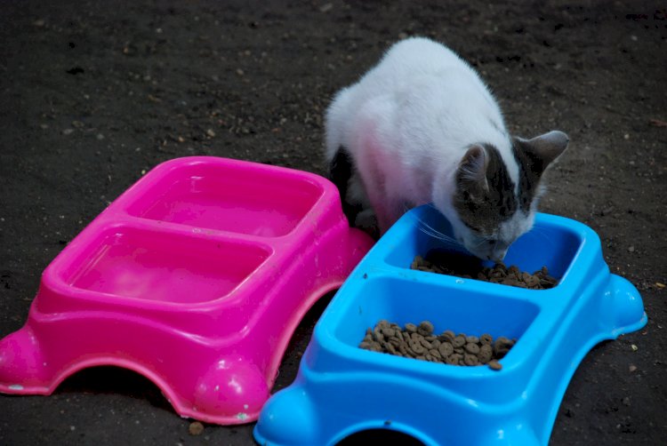 "الزراعة" تتابع عمليات رعاية الحيوانات بحديقة الحيوان بالجيزة