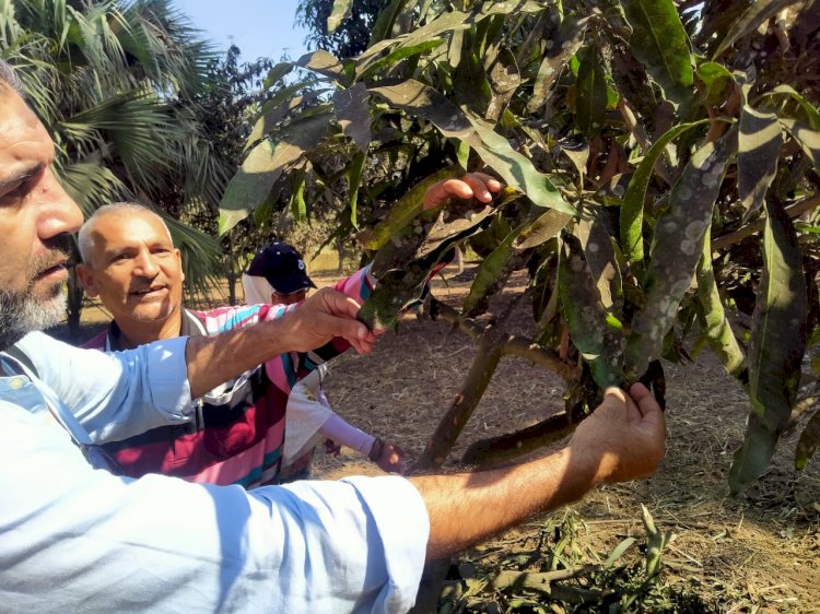 "الزراعة" تقدم الدعم الفني والإرشادي لمزارعي البساتين بالغربية