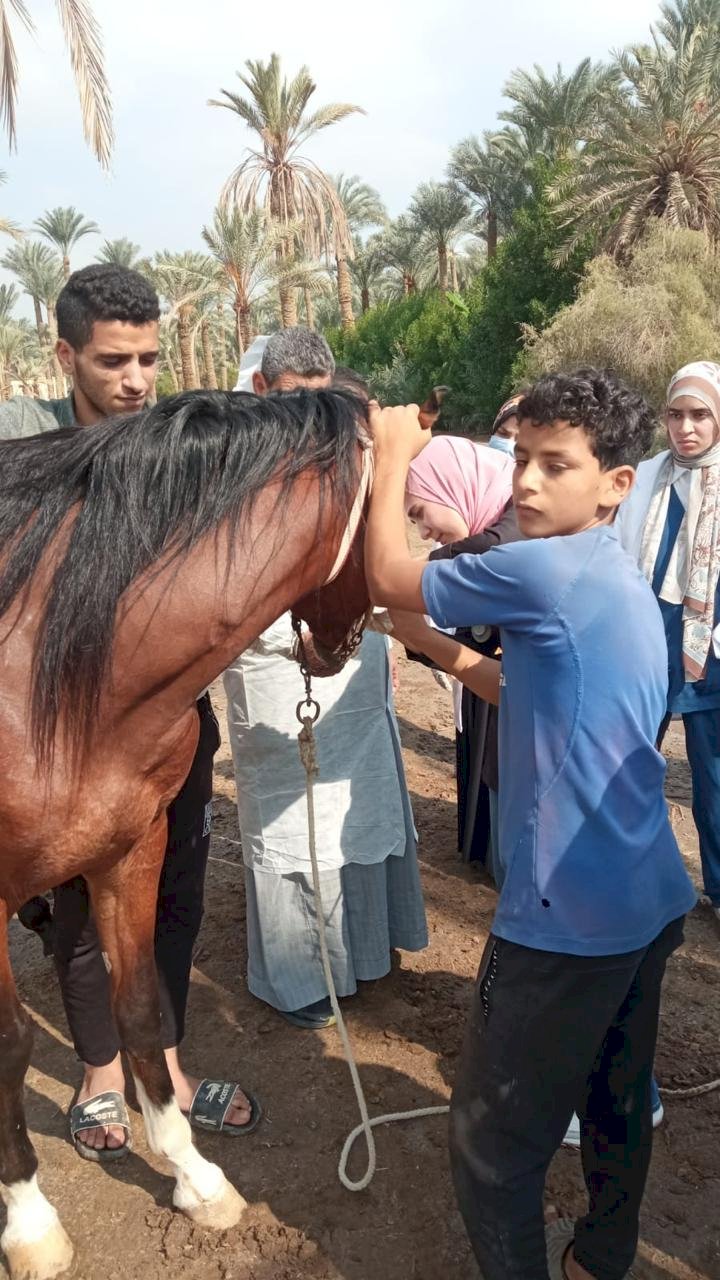 علاج 1500 حيوان  بسقارة في إطار برنامج  رعاية الحيوانات الأليفة فى المناطق السياحية