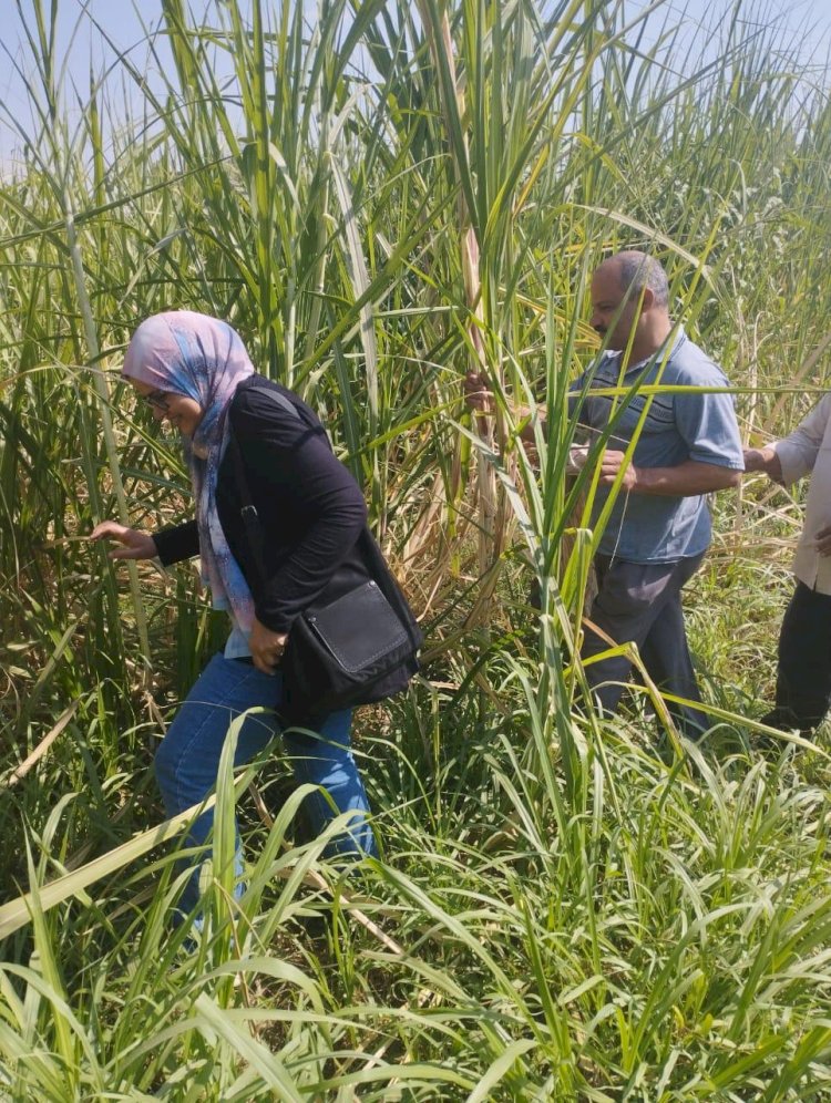 المركزية لمكافحة الآفات تستعرض  جهودها لخدمة المزارعين خلال أكتوبر المااضي