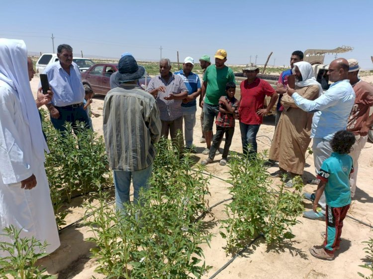 بحوث الصحراء حملة "اسأل خبير" تواصل الدعم الفني لمزارعي سيناء