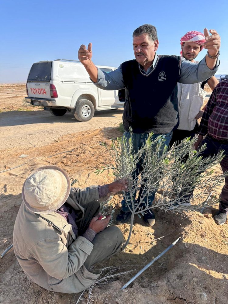 علماء وباحثي مركز الصحراء يواصلون تقديم الدعم الفنى والإرشادات لمزارعي التجمعات في سيناء