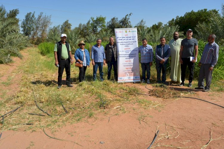 تعاون بين بحوث الصحراء والإيكاردا لتنفيذ  الزراعة الصحراوية بتوشكي والوادي الجديد
