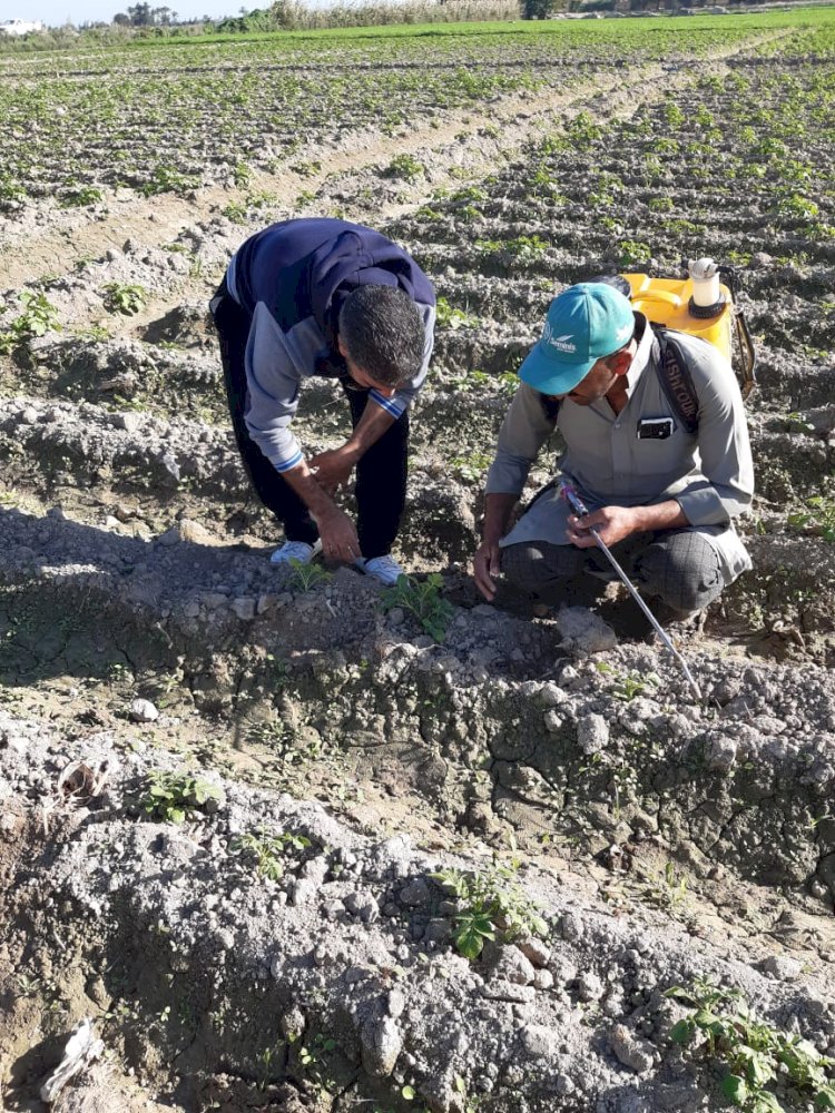 "الزراعة" تقدم الدعم الفني لمزارعي البساتين في الاسكندرية