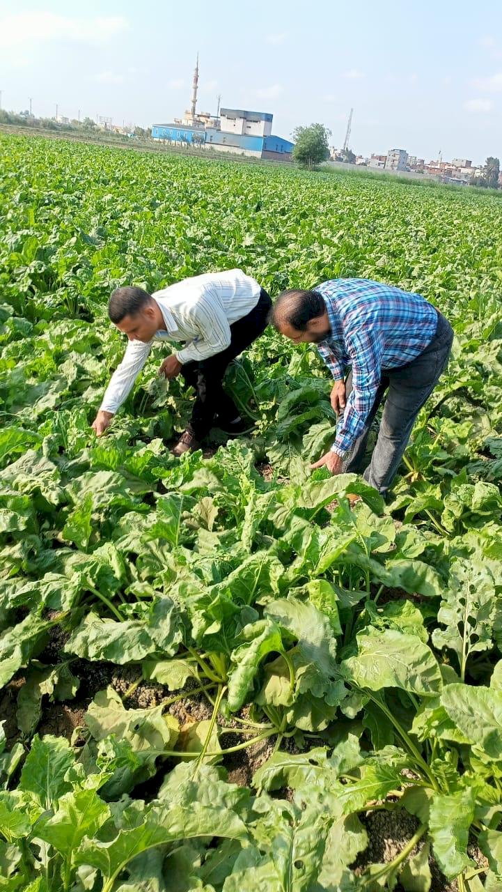 الزراعة: المركزية لمكافحة الآفات تواصل متابعة المحاصيل الشتوية