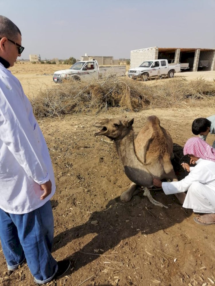 بحوث الصحراء ينظم قافلة بيطرية لتحسين صحة الثروة الحيوانية بجنوب سيناء