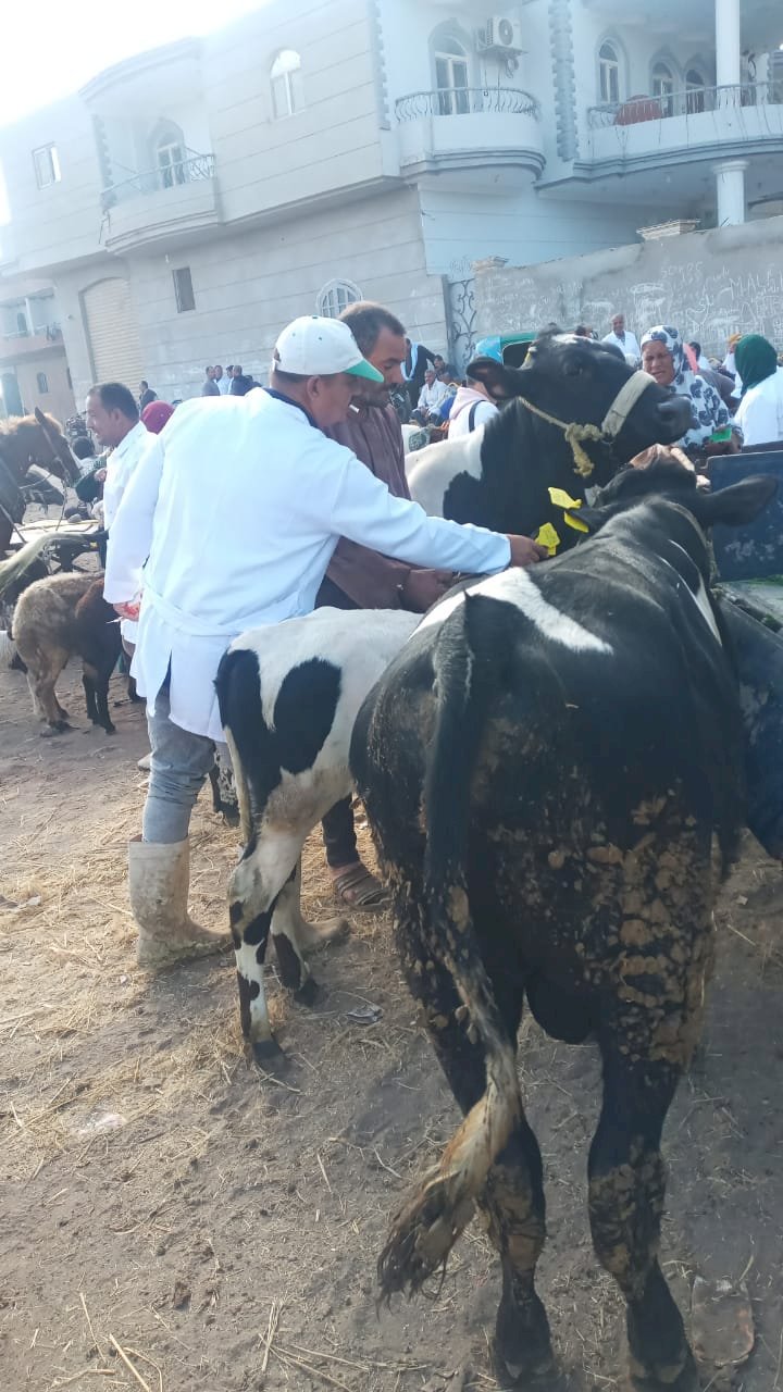 حملات مكثفة لتحصين الماشية ضد الحمى القلاعية وحمى الوادي المتصدع