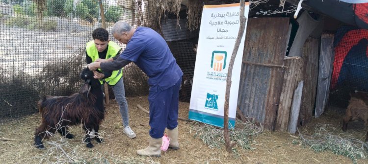 "الزراعة" تطلق قافلتين بيطريتين لدعم المربين في شمال سيناء