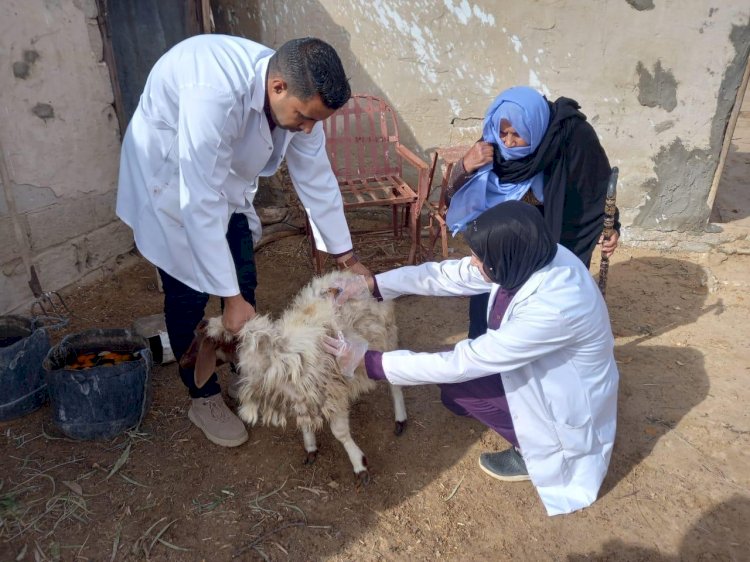 بحوث الصحراء يواصل دعم المزارعين والمربين بقوافل بيطرية بشمال سيناء