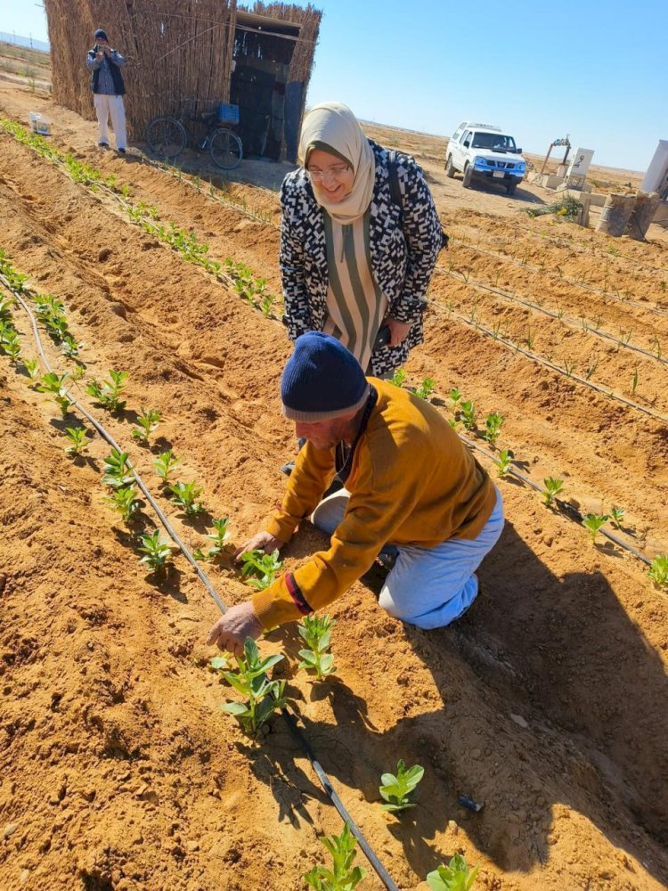 بحوث الصحراء ينظم حقول إرشادية لزيادة الإنتاجية باستخدام الأسمدة الحيوية والعضوية في سيناء