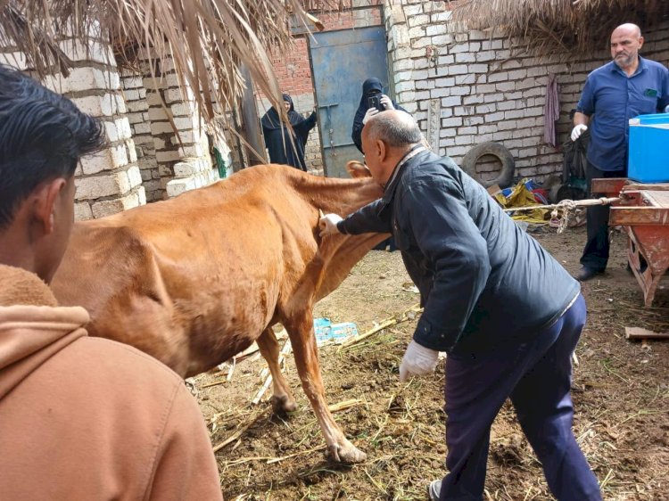 بيطري المنيا: تحصين أكثر من 84 ألف رأس ماشية ضد الحمي القلاعية والوادي المتصدع
