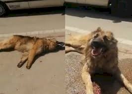 كشف ملابسات فيديو التعدي على كلب