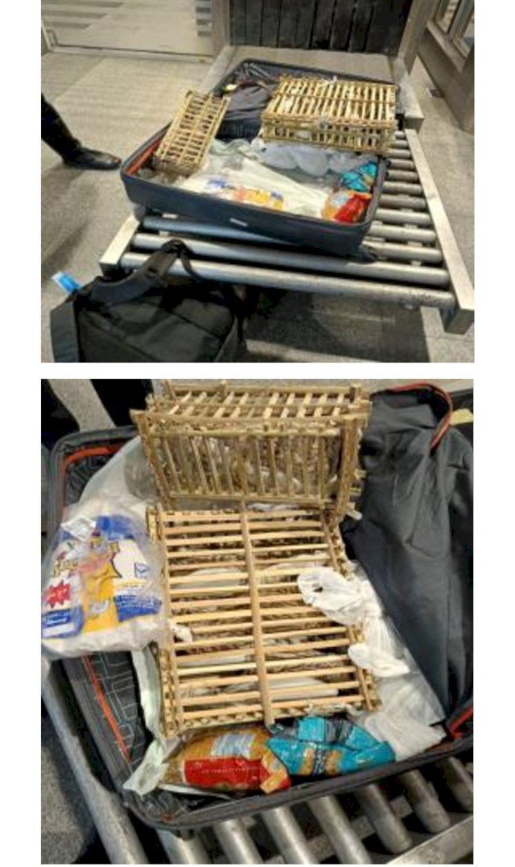 احباط تهريب صقور حية بمطار برج العرب