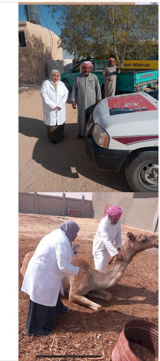 الطب البيطري يستعرض جهوده في الحفاظ على الثروة الحيوانية من خلال”بداية “ بسيناء