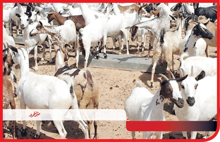 بيطري المنيا: تحصين 152 ألف رأس ماشية على مدار شهر ضمن الحملة القومية  للتحصين