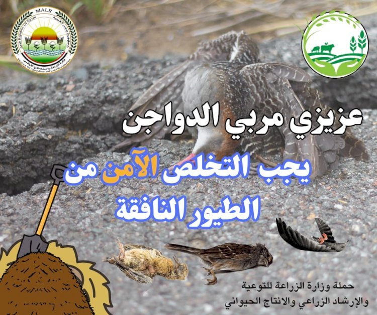 معاك في الغيط تنشر توصيات هامة لرعاية الدواجن في فصل الشتاء