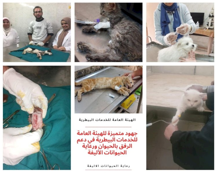 الخدمات البيطرية تقدم حصاد ديسمبر 2024