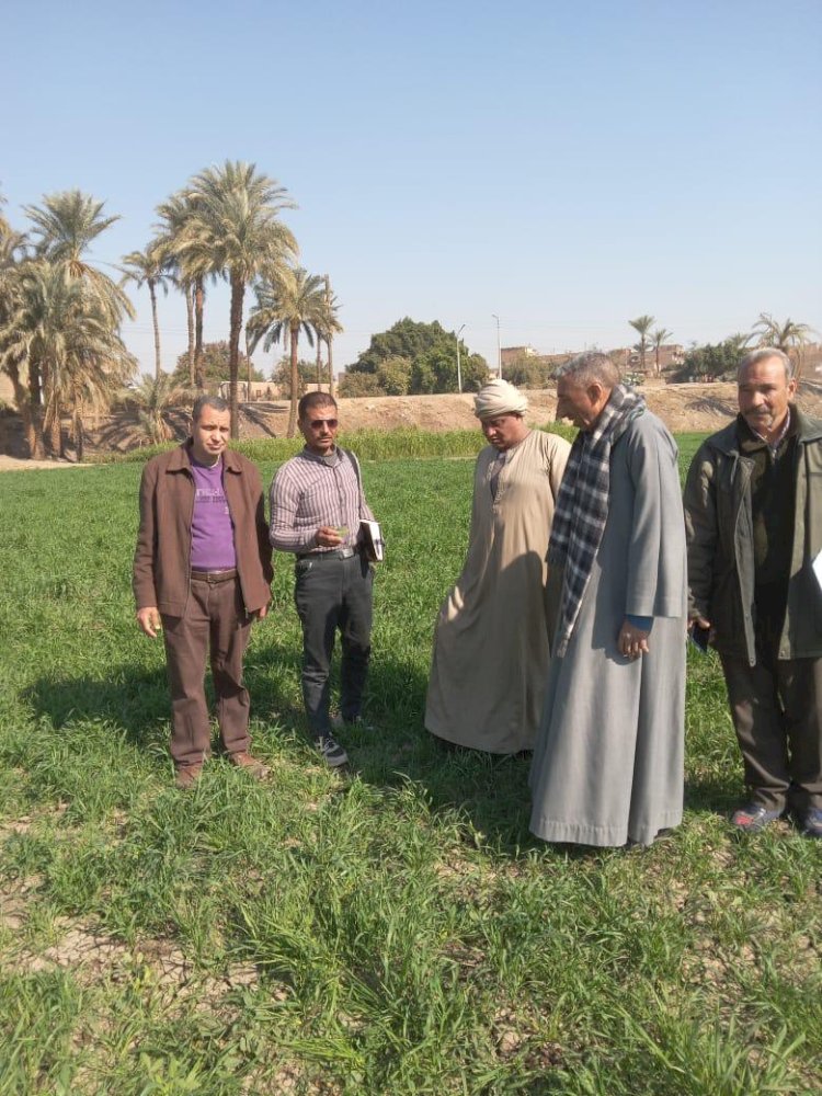 المركزية لمكافحة الآفات ٣٩ لجنةلمكافحة الحشائش في القمح