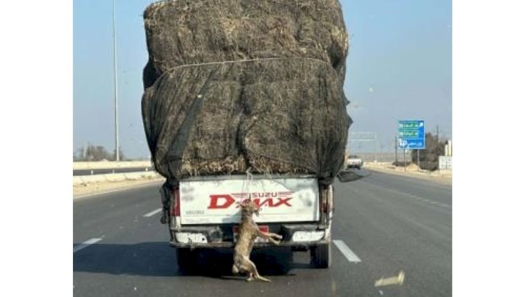 القبض علي قائد سيارة فيديو شنق ثعلب بالاسماعيلية