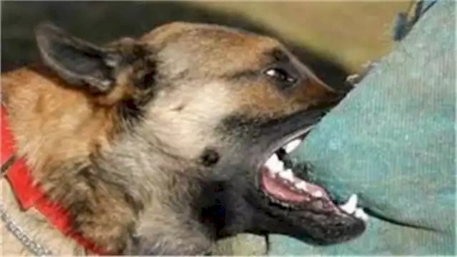 كلب مسعور يعقر 14 شخصًا في المنيا