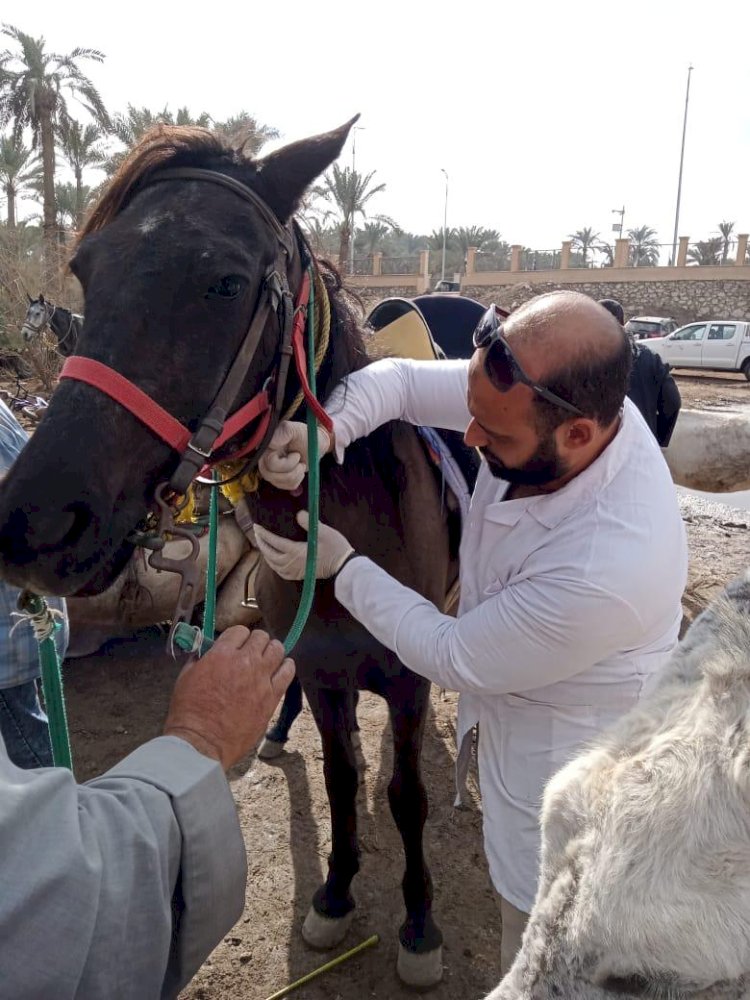 الزراعة تواصل رعاية الحيوانات الاليفة في المناطق الاثرية