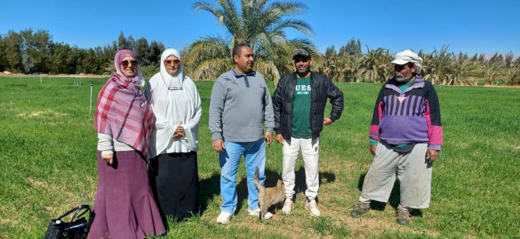 زراعه جنوب سيناء  تواصل  تدقيق المساحات المنزرعة بالقمح