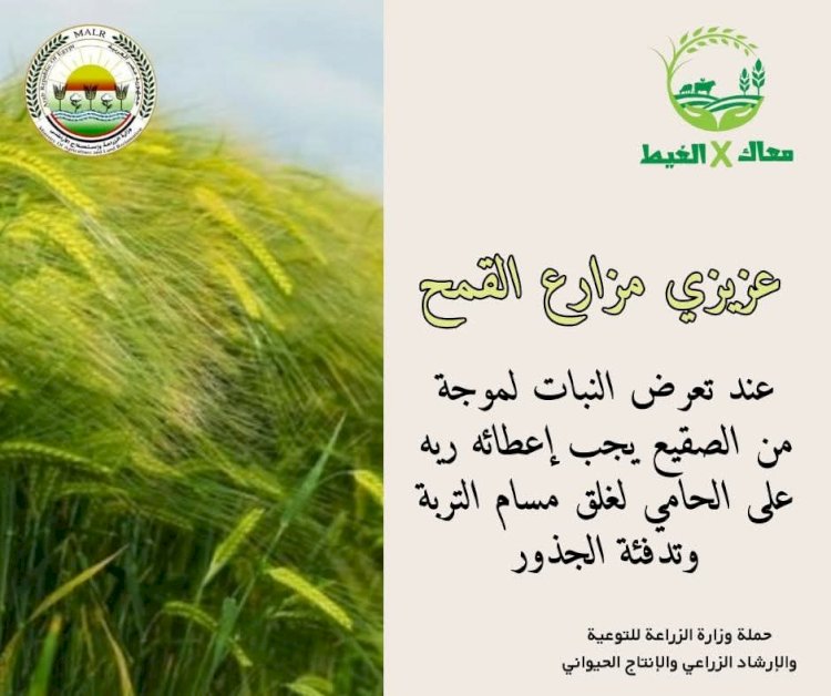 توصيات معاك في الغيط لتجنب آثار الصقيع علي زراعات القمح والفول