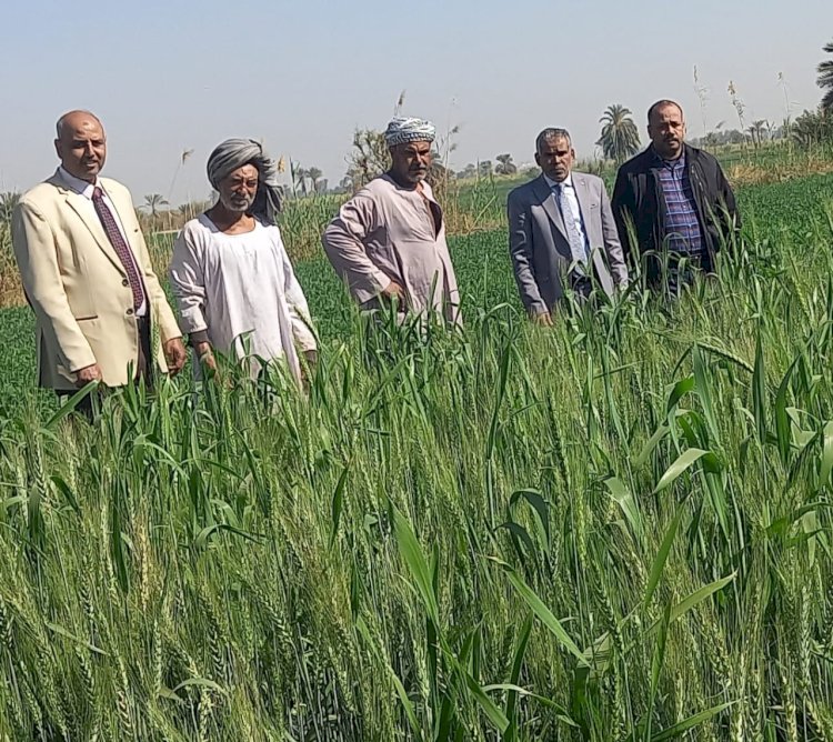 الزراعة تواصل تقديم الدعم الفني لمزارعي المحاصيل الاستراتيجية  باسوان
