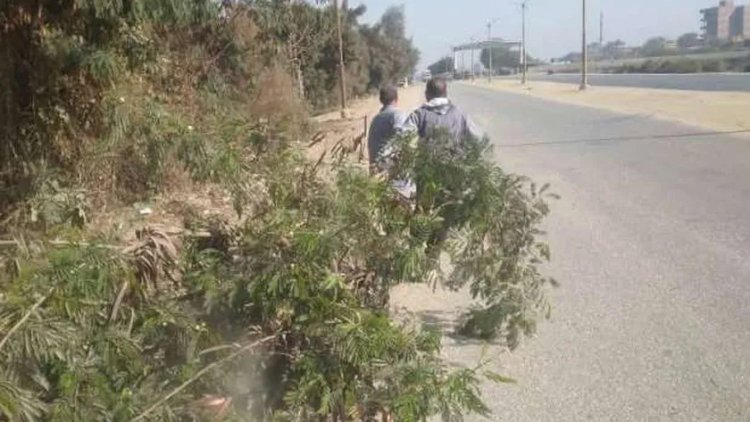 محافظ المنيا: زراعة 54 شتلة  ضمن مبادرة 100 مليون شجرة