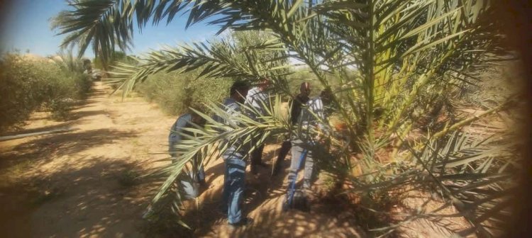 الزراعة تكثف جهودها الإرشادية لتنمية القطاع الزراعي  بمحافظة مطروح