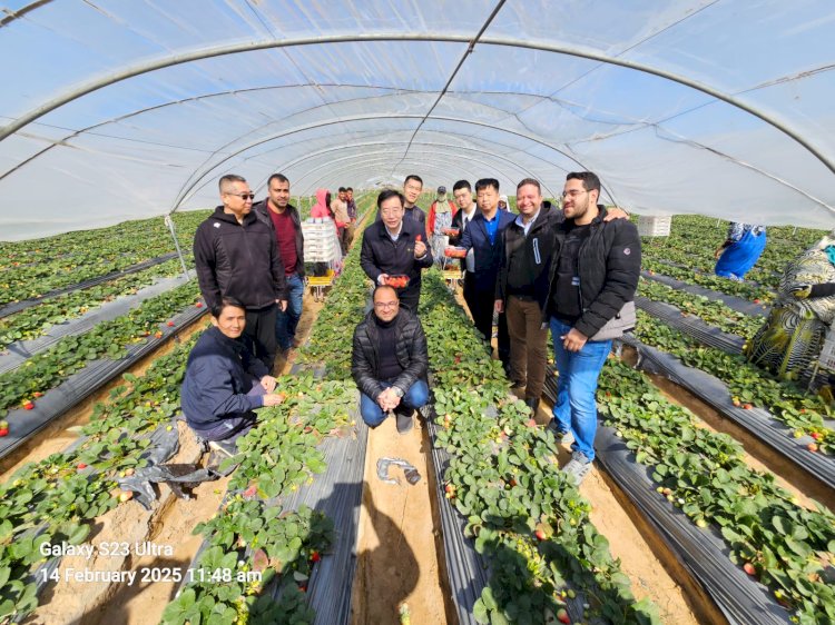 الزراعة وفد الجمارك الصينية يزور محطات التصدير بالبحيرة 