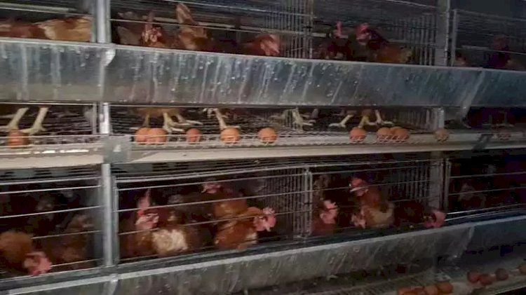 "مزارع شوشة" قصة نجاح عمرها 46 عامًا في المنيا