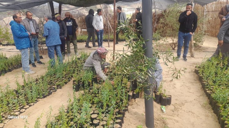 مركز بحوث الصحراء يوزع 10 آلاف شتلة لوز على مزارعي شمال سيناء