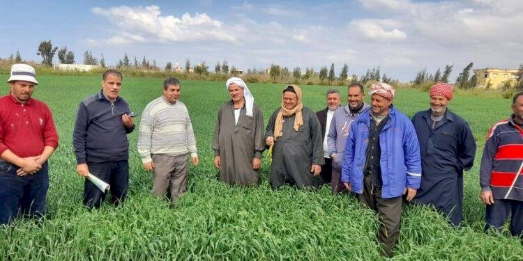 الزراعة جهود إرشادية مكثفة لتعزيز التنمية الزراعية بمحافظة بورسعيد