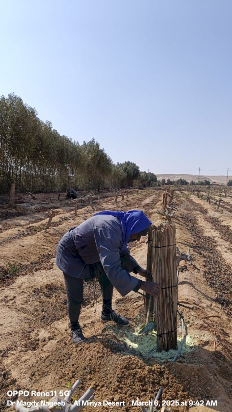 حصاد مركز البحوث الزراعية في اسبوع