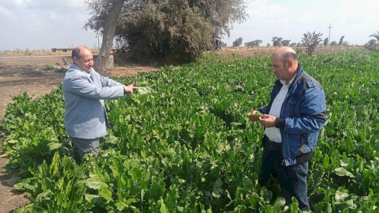 المركزية للإرشاد الزراعي تواصل توعية المزارعين  وتتابع المحاصيل بالدقهلية