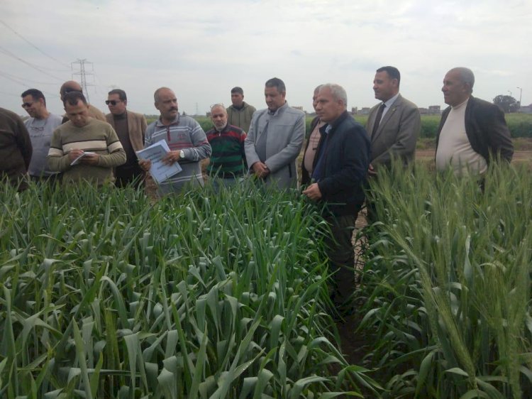 وكيل البحوث الزراعية للانتاج يتفقد قطاع الإنتاج  ومحطة بحوث سخا بكفر الشيخ