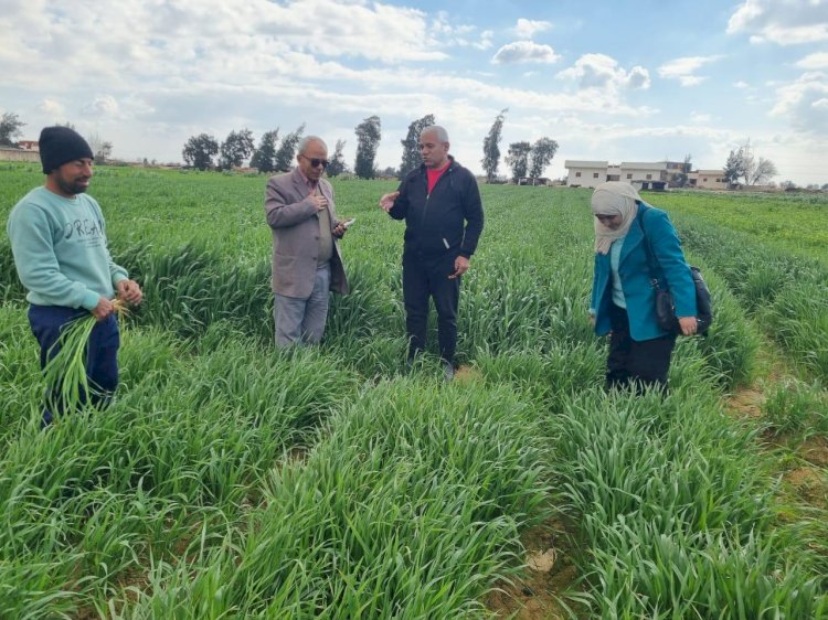 الزراعة تدعم مزارعي النوبارية بالإرشادات الفنية
