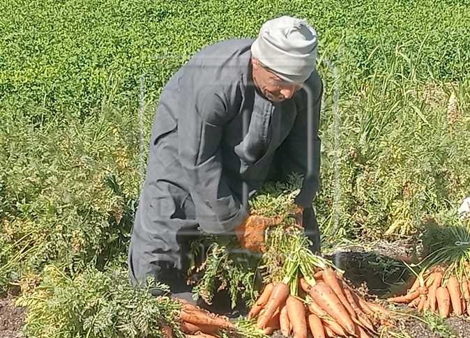 مدة زراعته 130 يومًا.. بدء موسم حصاد محصول الجزر في المنيا