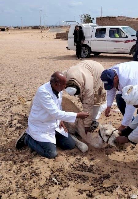 قافلة بيطرية لتحسين الثروة الحيوانية في حلايب ورأس حدربة وأبورماد