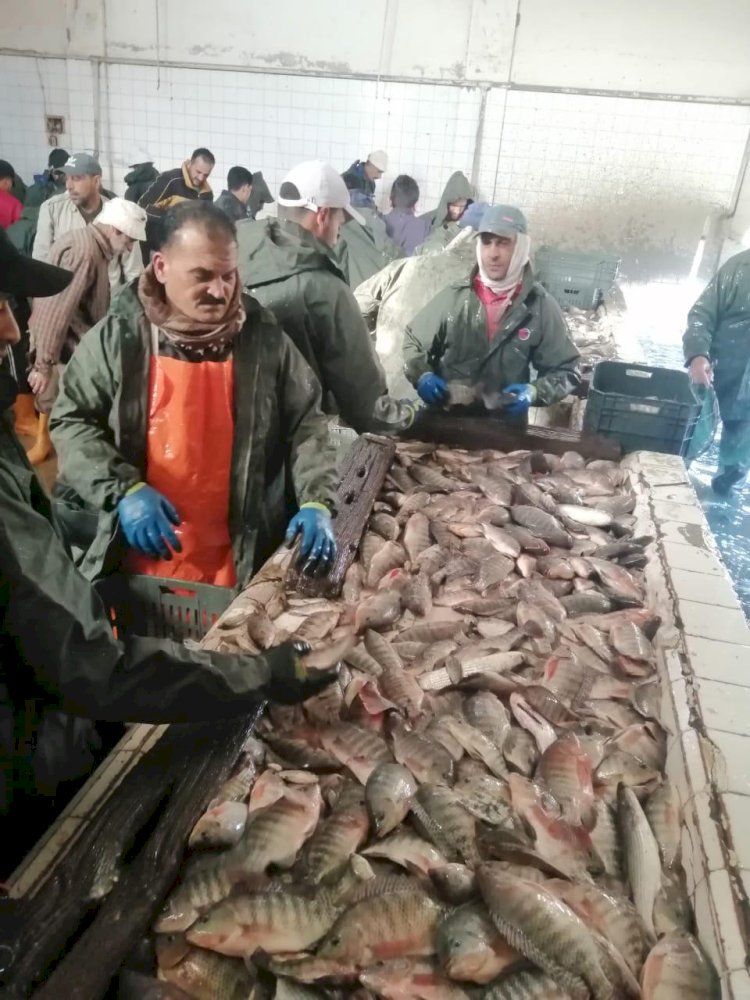 جهاز حماية الثروة السمكية يستكمل موسم حصاد الأسماك بمزرعة المنزلة