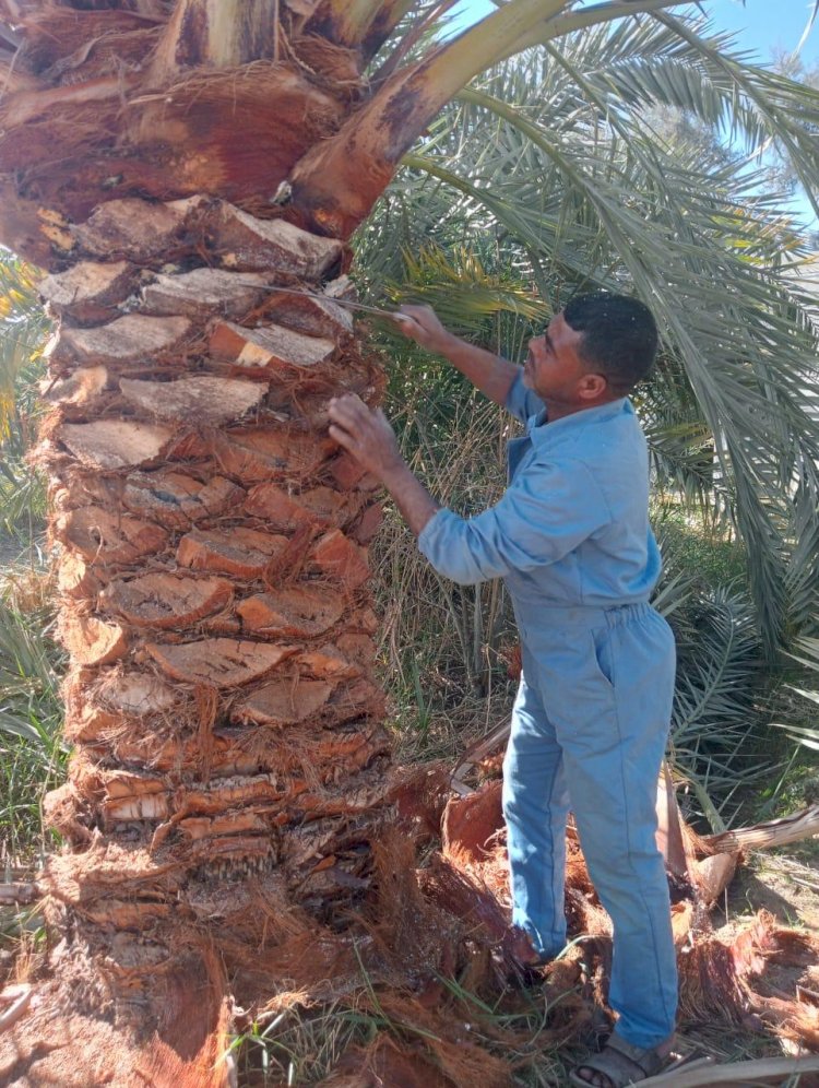 بحوث الصحراء يقدم نماذج ارشادية غير تقليدية لمكافحة آفات النخيل بسيوة