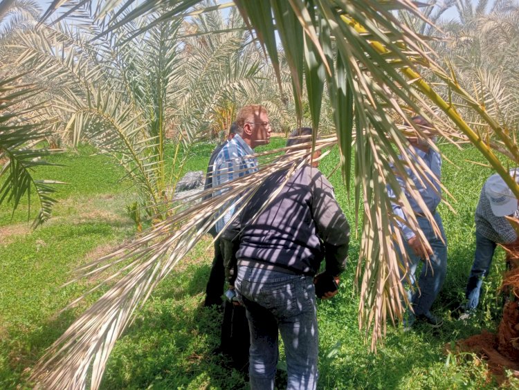 المركزية لمكافحة الآفات  تفتتح ورشة عمل حول سوسة النخيل الحمراء بالداخلة