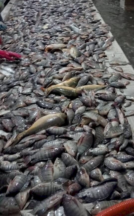 تنمية البحيرات يواصل أعمال الصيد في عدد من المواقع الإنتاجية المختلفة