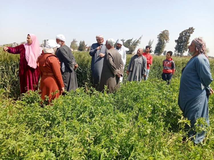 مركز البحوث الزراعية يقدم الدعم الفني للمزارعين في كافة المحافظات