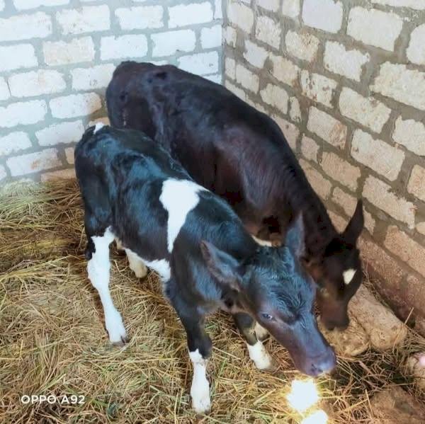 جهود مكثفة للخدمات البيطرية لتحسين السلالات وزيادة انتاجية الثروة الحيوانية