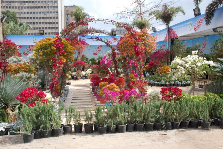 المشاركون في معرض زهور الربيع يواصلون تجهيز أجنحتهم تمهيداً للافتتاح