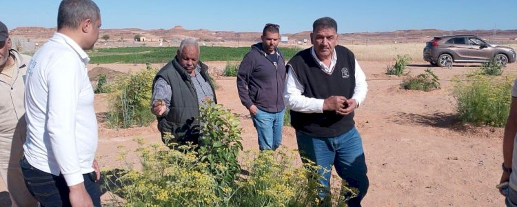 مبادرة بحوث الصحراء "اسأل واستشير” تواصل دعمها لمزارعي سيناء