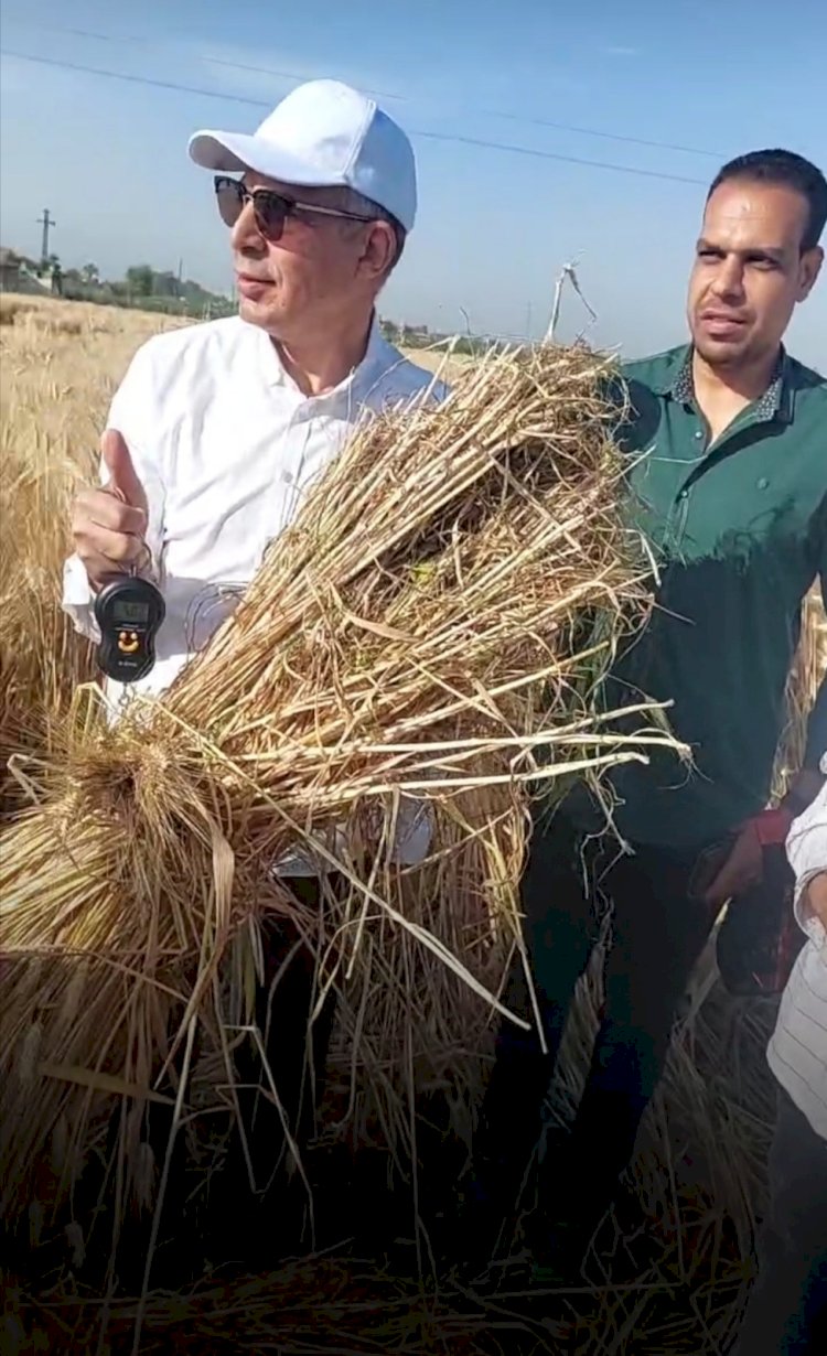 محافظ المنيا يشهد حصاد القمح بقرية التوفيقية